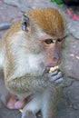 Male Macaque eating a peanut