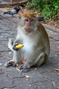 Male Macaque holding a banana