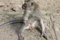 Male macaque monkey sitting, genitals visible