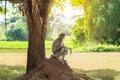 Male macaque sits under tree