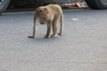 A male macaque walking in the streets