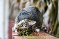 Male mackerel tabby cat playing outside