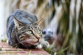 Male mackerel tabby cat playing outside