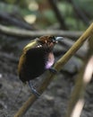 Male Magnificent bird-of-paradise in Arfak mountains in West Papua