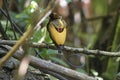 Male Magnificent bird-of-paradise in Arfak mountains in West Papua