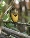 Male Magnificent bird-of-paradise in Arfak mountains in West Papua