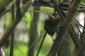 Male Magnificent bird-of-paradise in Arfak mountains in West Papua