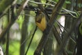 Male Magnificent bird-of-paradise in Arfak mountains in West Papua