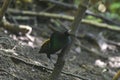 Male Magnificent bird-of-paradise in Arfak mountains in West Papua