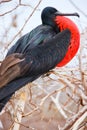 Male magnificent frigatebird