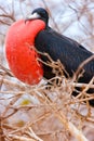 Male magnificent frigatebird