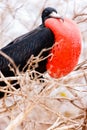 Male magnificent frigatebird