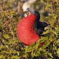 Male Magnificent Frigatebird displaying its throat pouch - Galapagos Islands Royalty Free Stock Photo