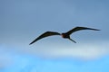 Male Magnificent Frigatebird Soars Through Blue Skies, Antigua, West Indies