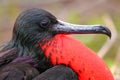 Male Magnificent Frigatebird with inflated gular sac on North Se