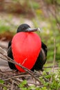 Male Magnificent Frigatebird with inflated gular sac on North Se Royalty Free Stock Photo