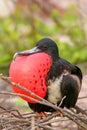 Male Magnificent Frigatebird with inflated gular sac on North Se Royalty Free Stock Photo