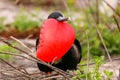 Male Magnificent Frigatebird with inflated gular sac on North Se Royalty Free Stock Photo