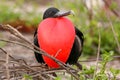 Male Magnificent Frigatebird with inflated gular sac on North Se