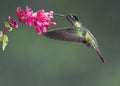 Male Magnificent Hummingbird, Costa Rica Royalty Free Stock Photo