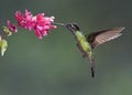 Male Magnificent Hummingbird, Costa Rica Royalty Free Stock Photo