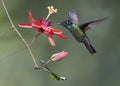 Male Magnificent Hummingbird, Costa Rica Royalty Free Stock Photo