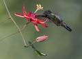 Male Magnificent Hummingbird, Costa Rica Royalty Free Stock Photo