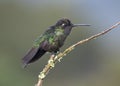Male Magnificent Hummingbird Eugenes fulgens, Costa Rica Royalty Free Stock Photo