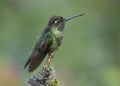 Male Magnificent Hummingbird Eugenes fulgens, Costa Rica Royalty Free Stock Photo