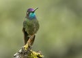 Male Magnificent Hummingbird Eugenes fulgens, Costa Rica