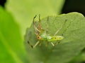 Male Magnolia Green Jumper (Lyssomanes viridis) spider from the Salticidae family on a leaf. Royalty Free Stock Photo