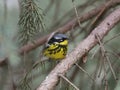 Male Magnolia Warbler