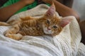 beautiful ginger Maine Coon Kitten looking into camera