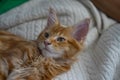 beautiful ginger Maine Coon Kitten looking into camera