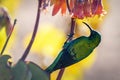 Male Malachite Sunbird Nectarinia famosa