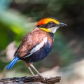 Male Malayan Banded Pitta Royalty Free Stock Photo