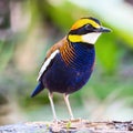 Male Malayan Banded Pitta Royalty Free Stock Photo