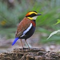 Male Malayan Banded Pitta