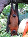 Male Malayan Flying Fox or Large Fruit Bat Hanging from Branch Royalty Free Stock Photo