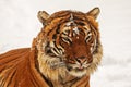 Male Malayan tiger Panthera tigris jacksoni close-up portrait with snow in the fur Royalty Free Stock Photo