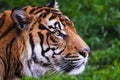 Male Malayan tiger Panthera tigris jacksoni portrait from the tent very close up Royalty Free Stock Photo