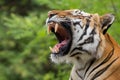 Male Malayan tiger Panthera tigris jacksoni he sticks out his really big teeth and looks very dangerous Royalty Free Stock Photo