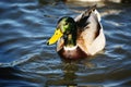 Male Mallard