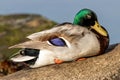 Male mallard Royalty Free Stock Photo