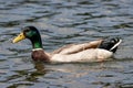 Male mallard Royalty Free Stock Photo