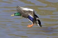 Male mallard (Anas platyrhynchos) landing.