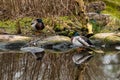 Male mallard Anas platyrhynchos resting in a pond..