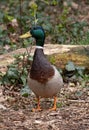 Male mallard anas platyrhynchos, waiting for his partner Royalty Free Stock Photo