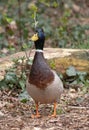 Male mallard anas platyrhynchos, waiting for his partner Royalty Free Stock Photo