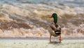 Male Mallard at the beach Royalty Free Stock Photo